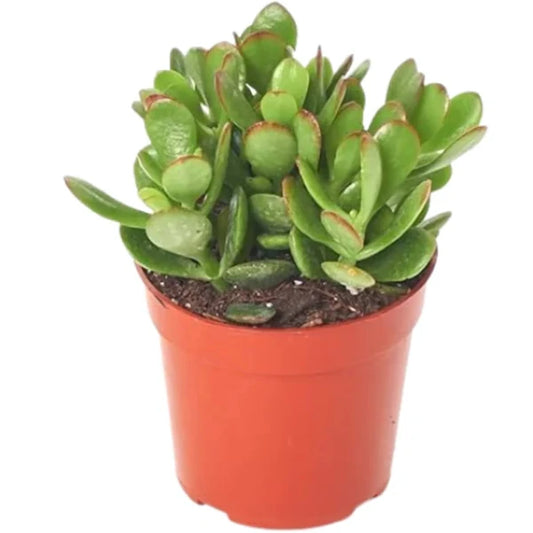 Crassula ovata Mini, Dollar Plant, Jade Plant – image 1