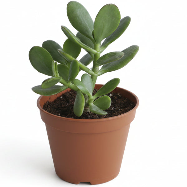 Money Tree, Crassula ovata, Dollar Plant, Jade Tree – image 7