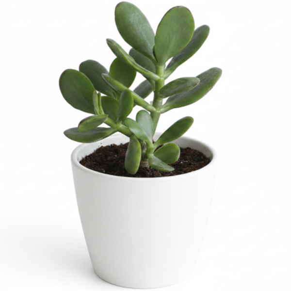 Money Tree, Crassula ovata, Dollar Plant, Jade Tree – image 10