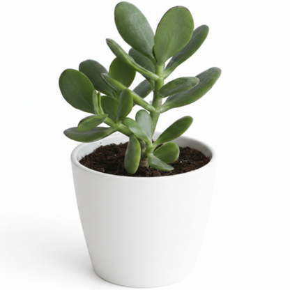 Money Tree, Crassula ovata, Dollar Plant, Jade Tree – image 10