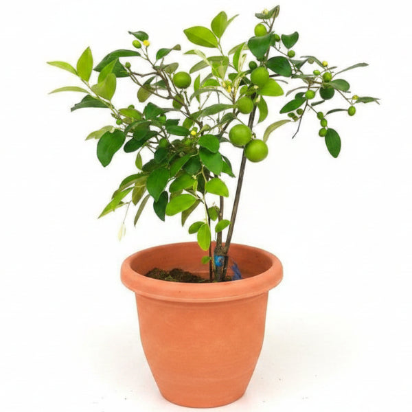 Ziziphus jujuba, Jujube Tree – image 1