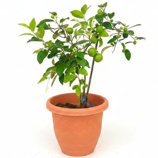 Ziziphus jujuba, Jujube Tree – image 1