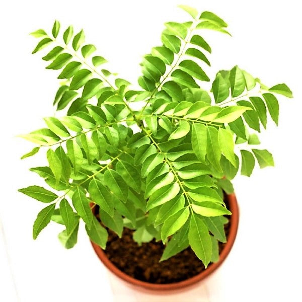 Curry Leaves, Kadi Patta – image 2