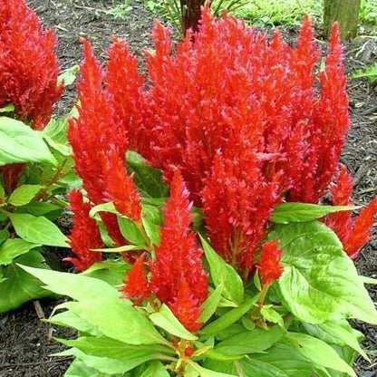 Celosia Plumosa, Silver Cock’s Comb (small) – image 4