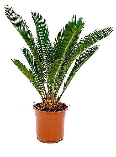 Cycas Revoluta, Sago Palm , Palm Fern, indoor – image 5