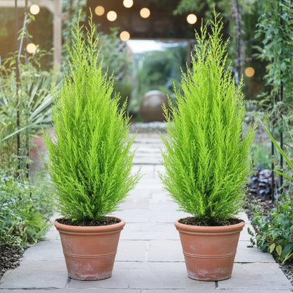 Goldcrest Wilma, Cupressus macrocarpa, Lemon Cyperus – image 3