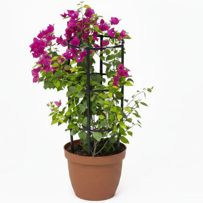 Great Bougainvillea, Bougainvillea Spectabilis – image 9