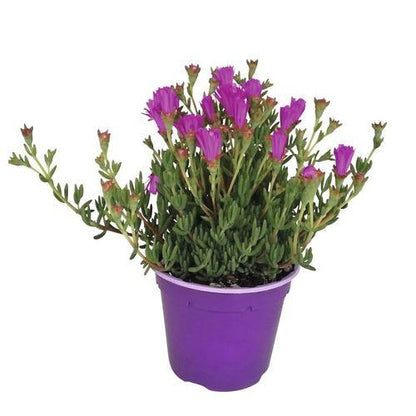 Lampranthus spectabilis, Copiosus (small) – image 7