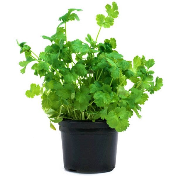 Coriander Plant, Chinese Parsley, Dhania – image 3