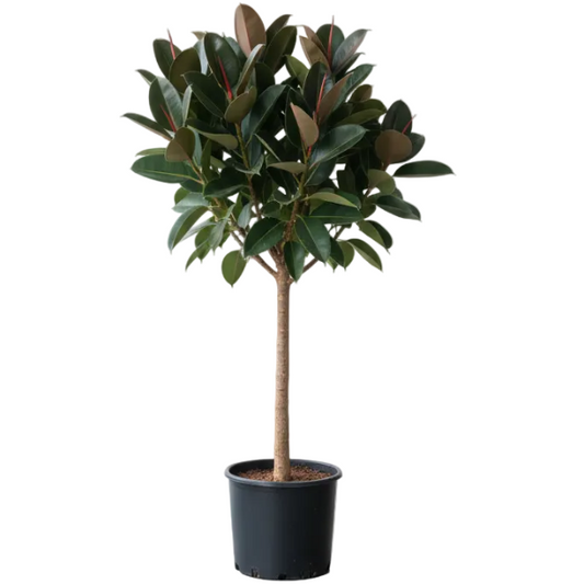Ficus elastic Tree, Rubber Plant Tree – image 2