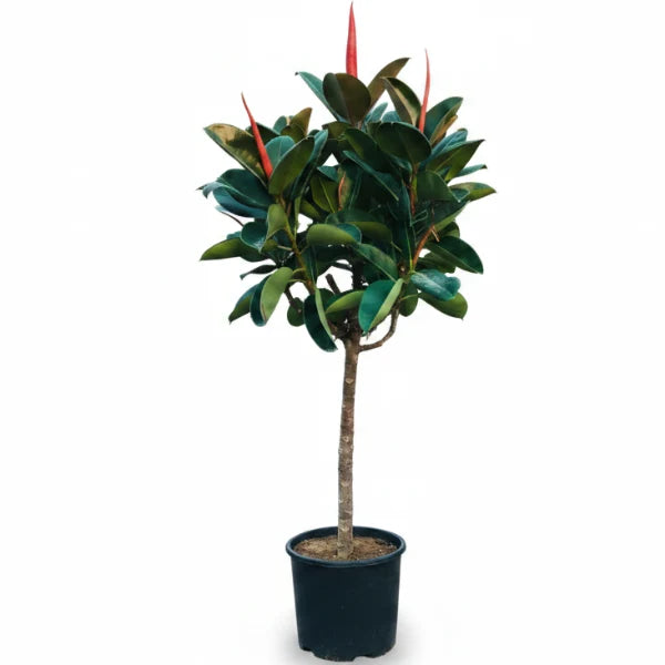 Rubber Plant - Ficus Elastica – Green Plants
