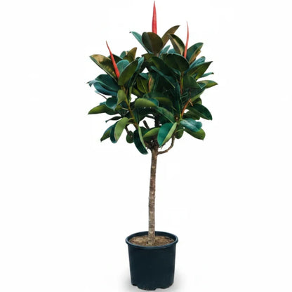 Rubber Plant - Ficus Elastica – Green Plants