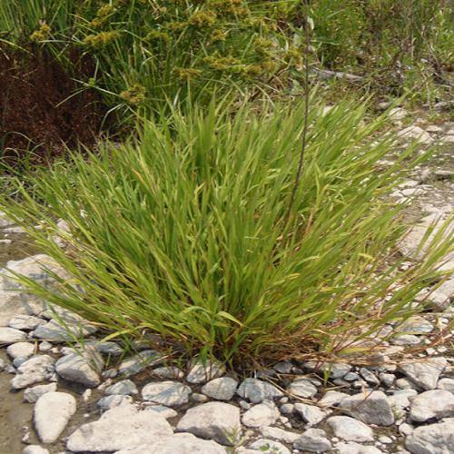Phragmites Australis, Common Reed – image 5