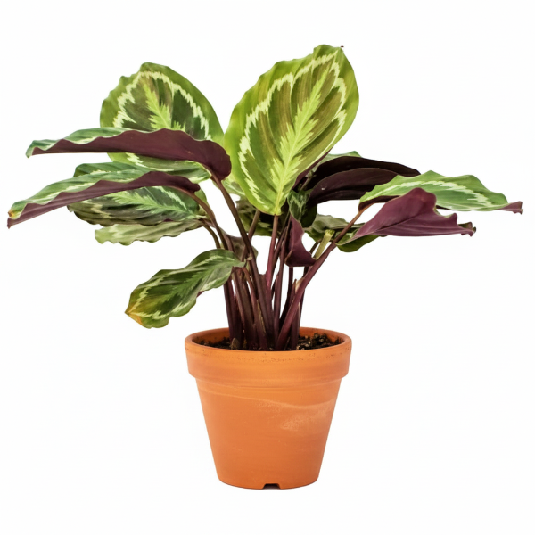 Calathea Medallion, Peacock Plant – image 4