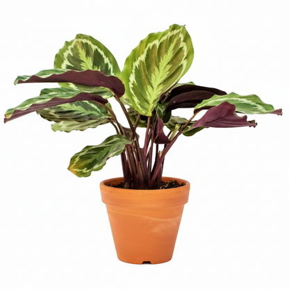 Calathea Medallion, Peacock Plant – image 4