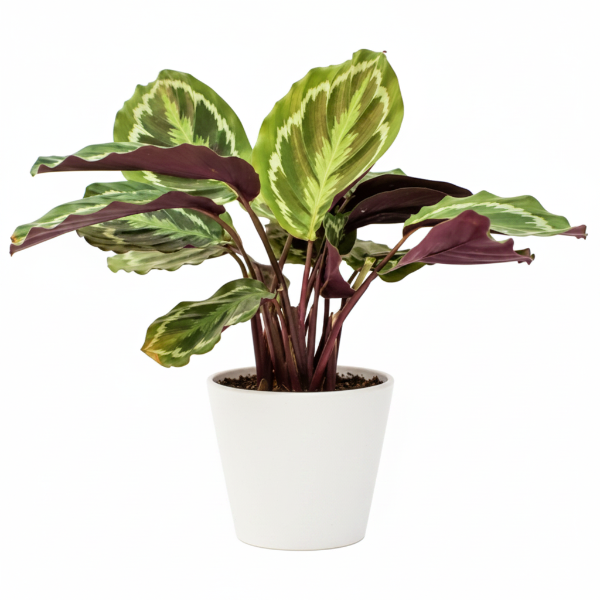 Calathea Medallion, Peacock Plant – image 5