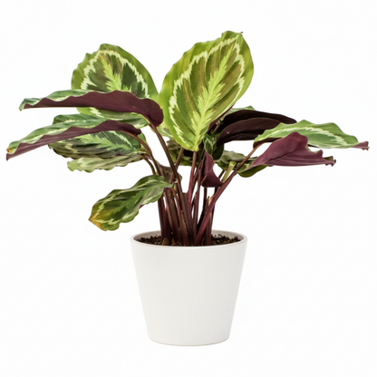 Calathea Medallion, Peacock Plant – image 5