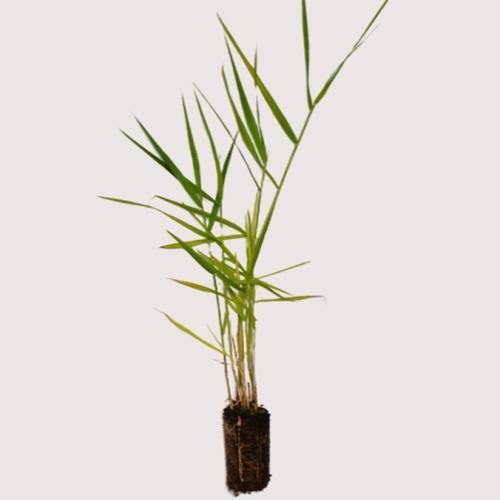 Phragmites Australis, Common Reed – image 2