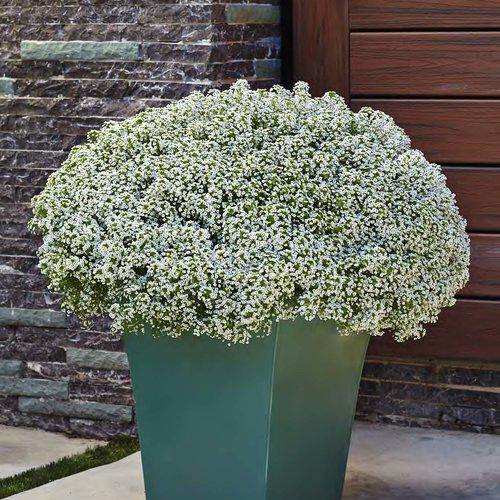 Alyssum, Alisons (small) – image 4