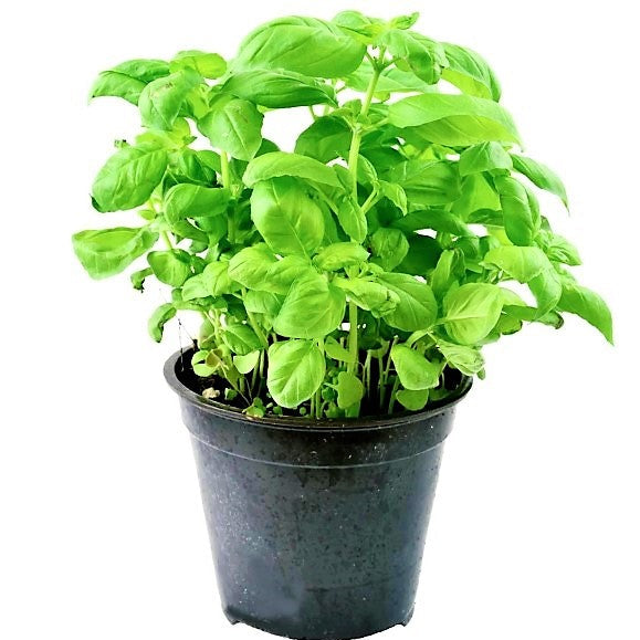 Ocimum Basilicum, Sweet Basil, Sweet Genovese – image 3