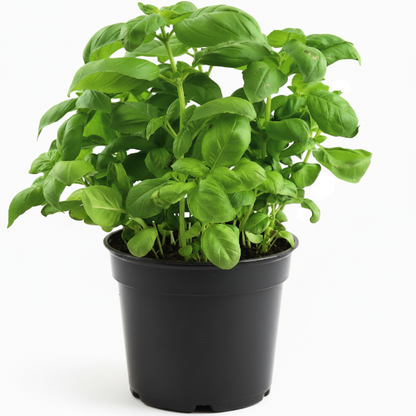 Ocimum Basilicum, Sweet Basil, Sweet Genovese – image 1