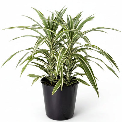 Dracaena Deremensis, Warneckii small – image 2