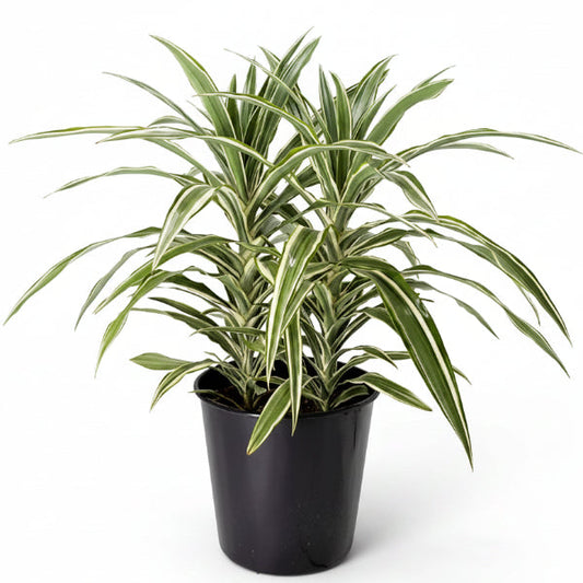 Dracaena Deremensis, Warneckii small – image 2