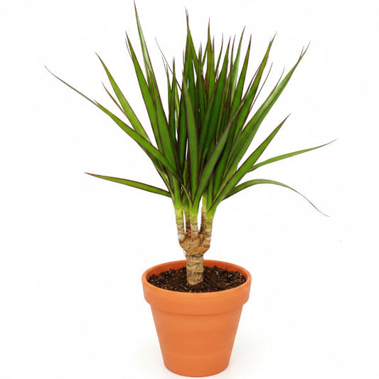 Dracaena Draco, Drago, Dragon Tree – image 1