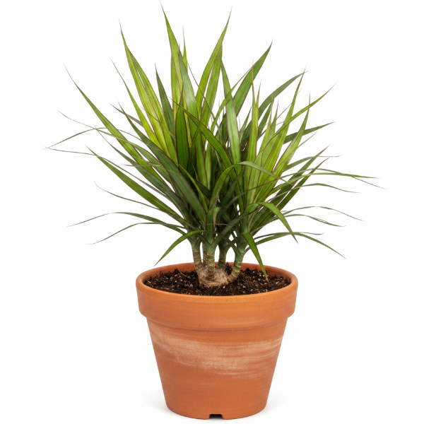 Dracaena Draco, Drago, Dragon Tree – image 6