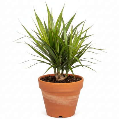Dracaena Draco, Drago, Dragon Tree – image 6