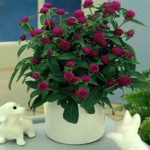 Gompherena Flowers (small) – image 5