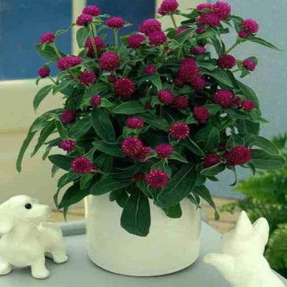 Gompherena Flowers (small) – image 5