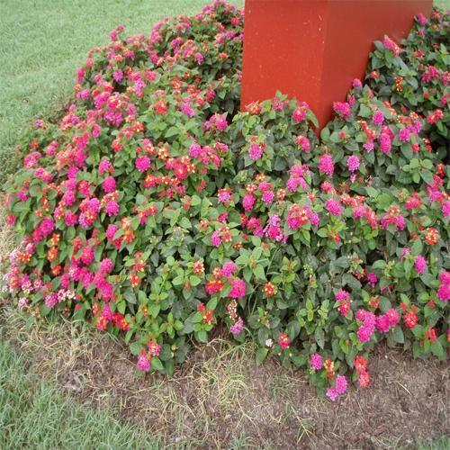 Lantana Camara Pink – image 4