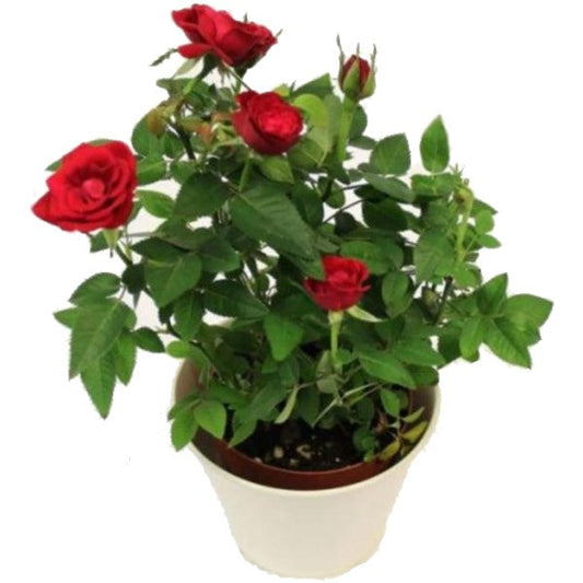 Rose Plant Indoor – image 2