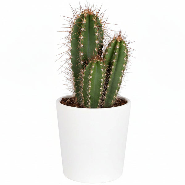 Pachy Cactus – image 8