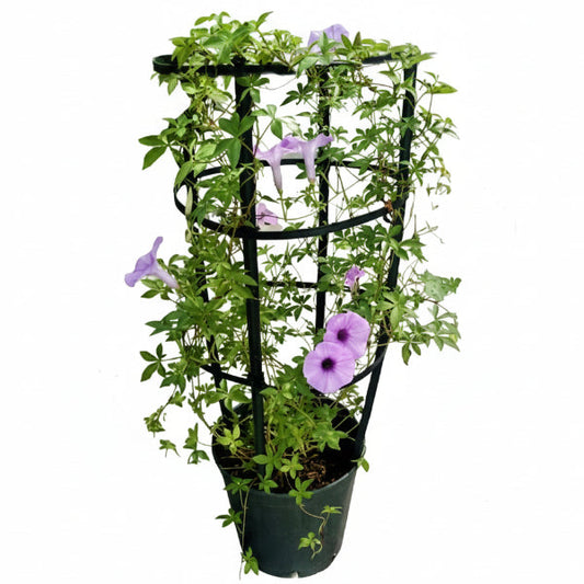 Ipomoea cairica, Cairo morning glory, coast morning glory – image 1