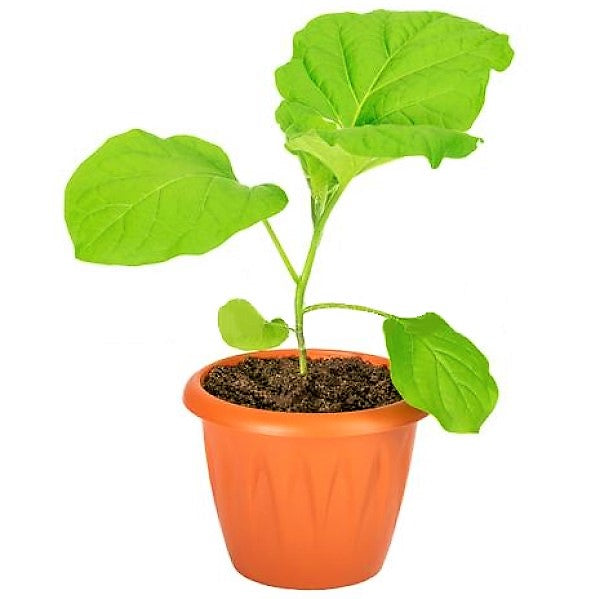 Egg Plant, Solanum Melongena – image 3