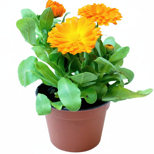 Calendula Officinalis, English Marigold – image 1