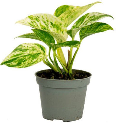 Marble Queen Pothos - Air Purifying Plant – Green Plants