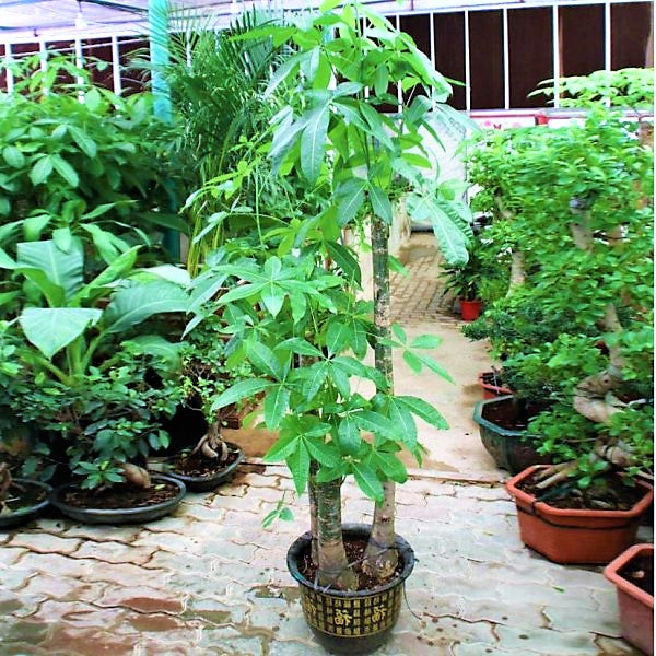 Pachira aquatica, Money Tree, Triple Trunk – image 4