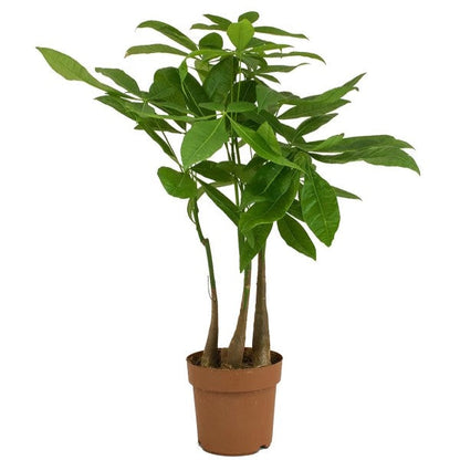 Pachira aquatica, Money Tree, Triple Trunk – image 5