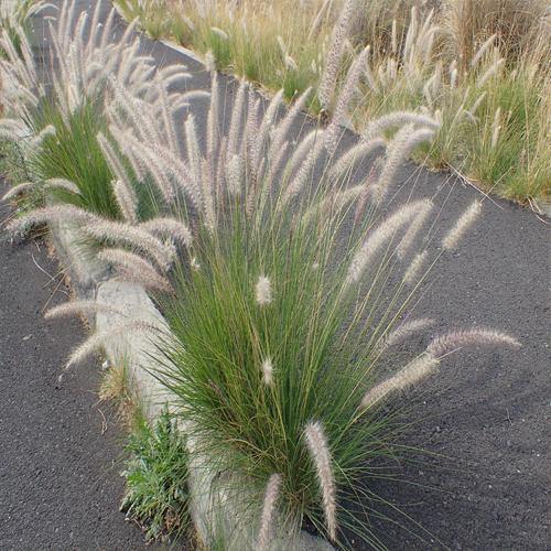 Pennisetum Setaceum, African Fountain Grass, Tender Fountain Grass – image 4