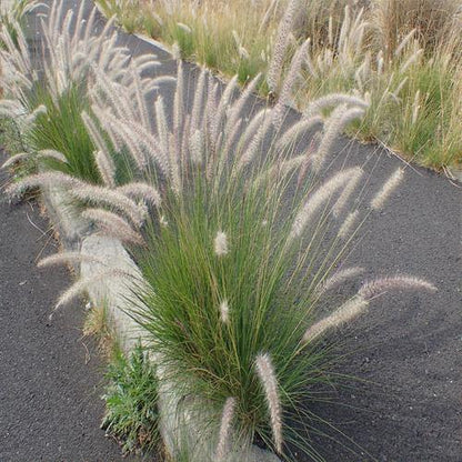 Pennisetum Setaceum, African Fountain Grass, Tender Fountain Grass – image 4