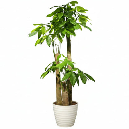 Pachira aquatica, Money Tree, Triple Trunk – image 6