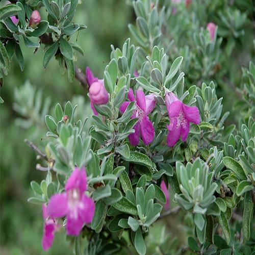 Leucophyllum Frutescens, Texas Sage – image 3