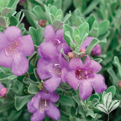 Leucophyllum Frutescens, Texas Sage – image 4