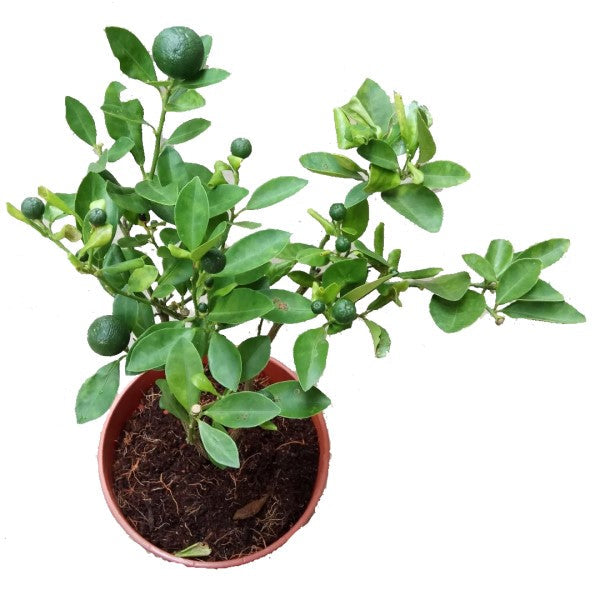 Citrus Aurantifolia, Citrus Omani – image 4