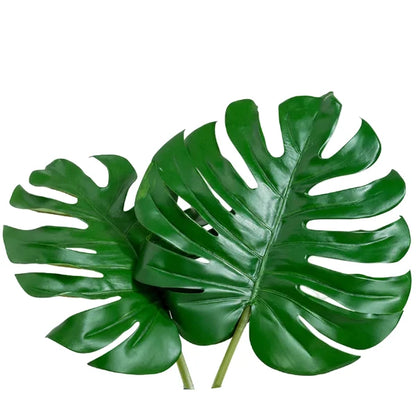 Swiss Cheese Plant, Monstera Deliciosa , The Hurricane – image 7