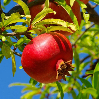 Pomegranate Tree, Punica Granatum – image 2