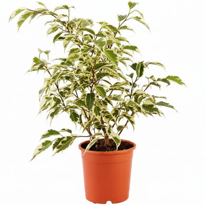 Ficus benjamina variegata, Variegated Weeping Fig – image 4